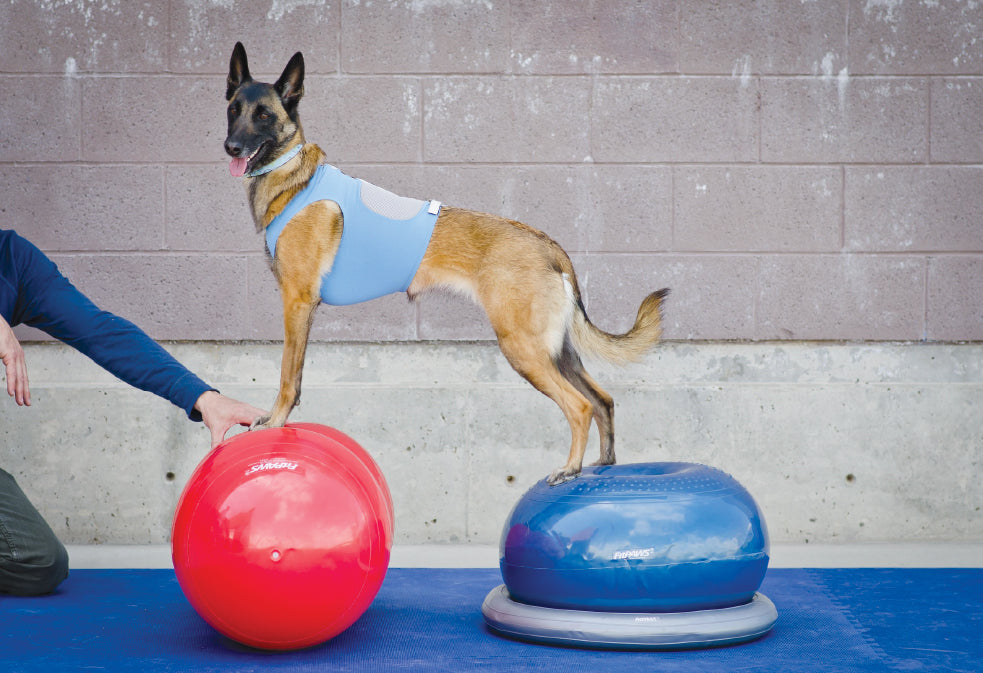 FitPAWS® Peanut + TRAX Peanut