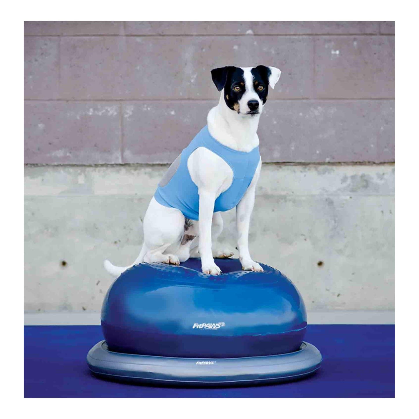 FitPAWS® Donut Holder