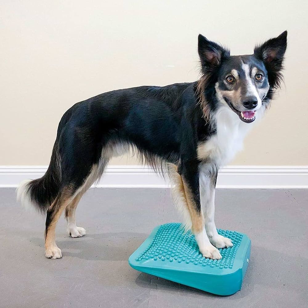 FitPAWS® Hunde-Balance-Rampe
