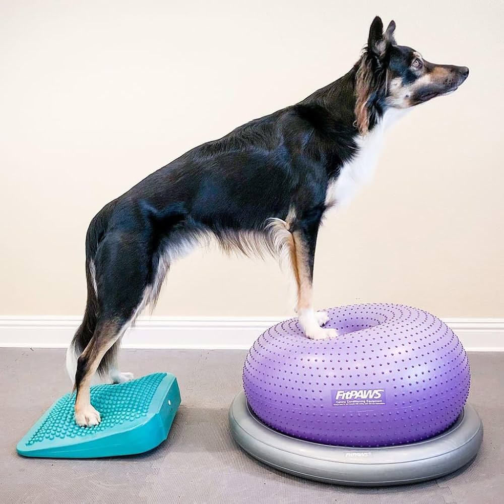 FitPAWS® Hunde-Balance-Rampe