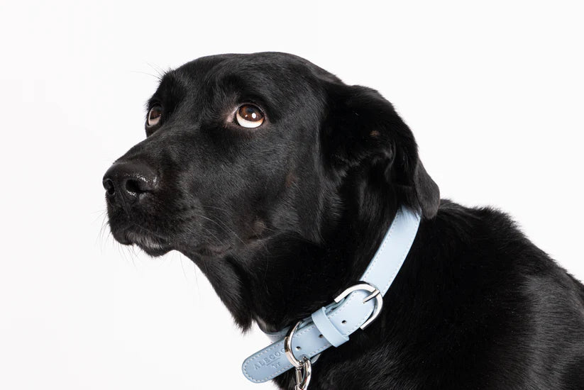 Hundehalsband Classy ice - silver