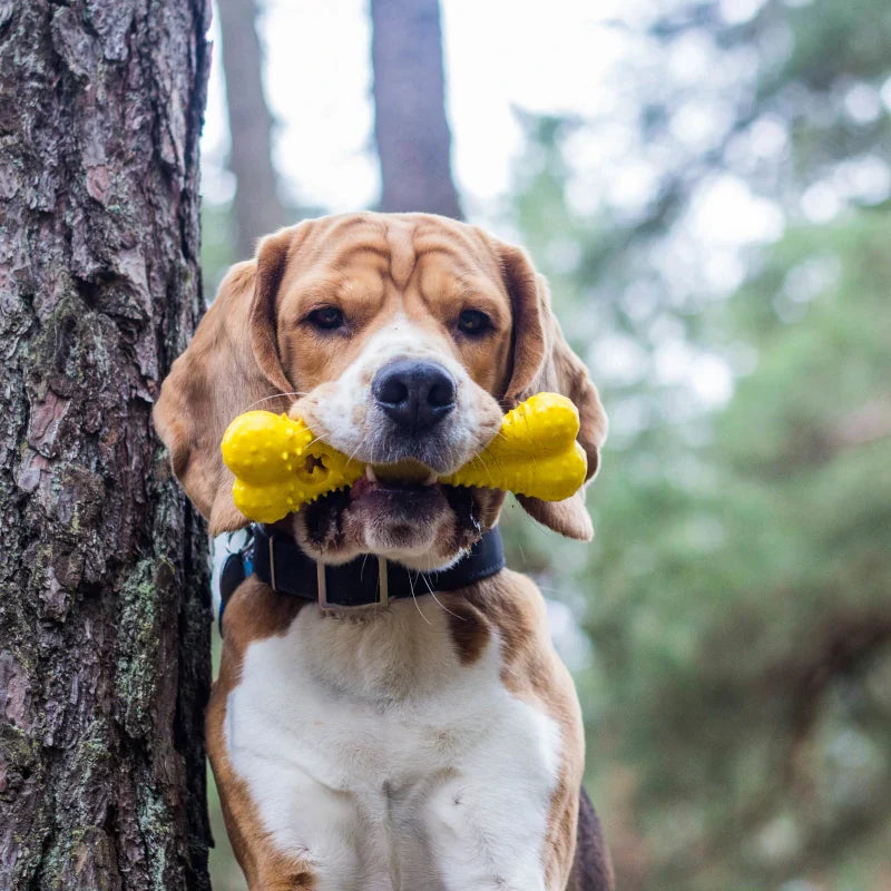 Baxter Bone
