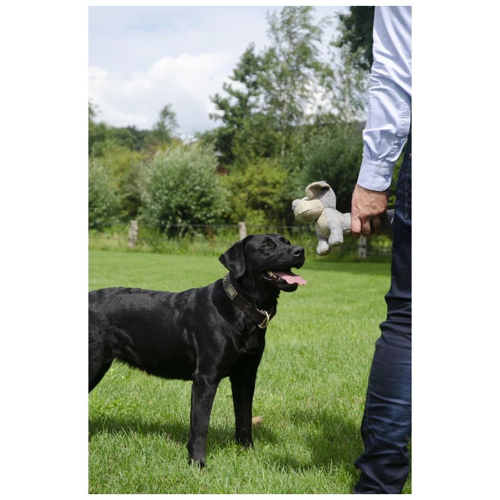 Country Dog Original Long