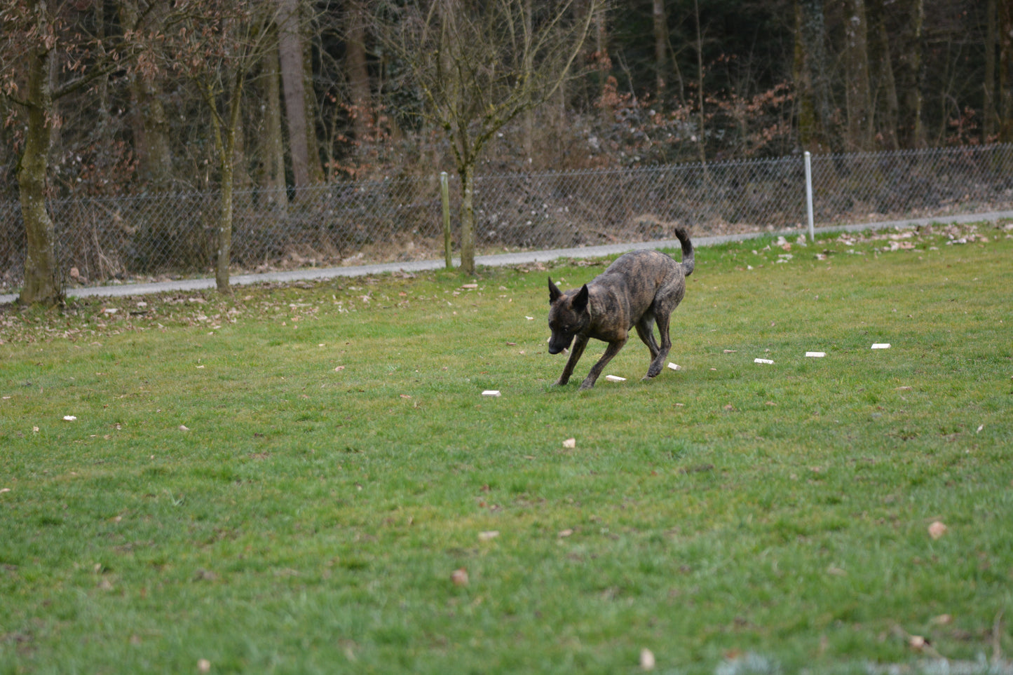 Identifikations-Hölzer