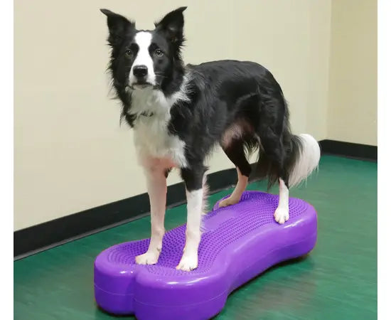 FitPAWS® K9FITbone