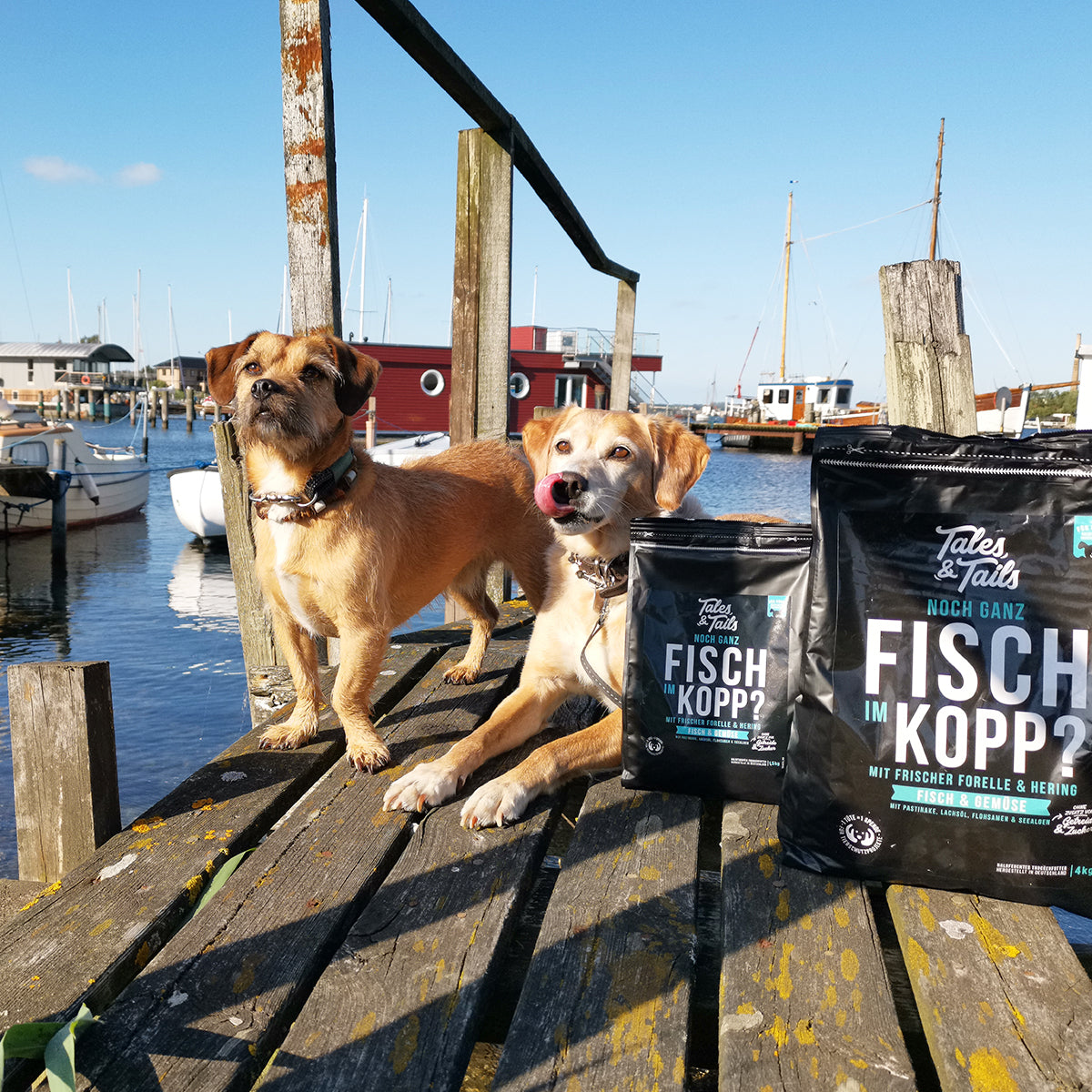 Noch ganz Fisch im Kopp?