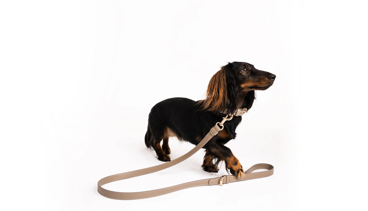 Hundehalsband Classy taupe - gold