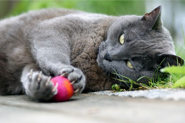 Katzenspielzeug FILZY
