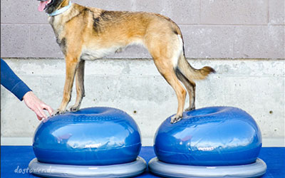 FitPAWS® Donut
