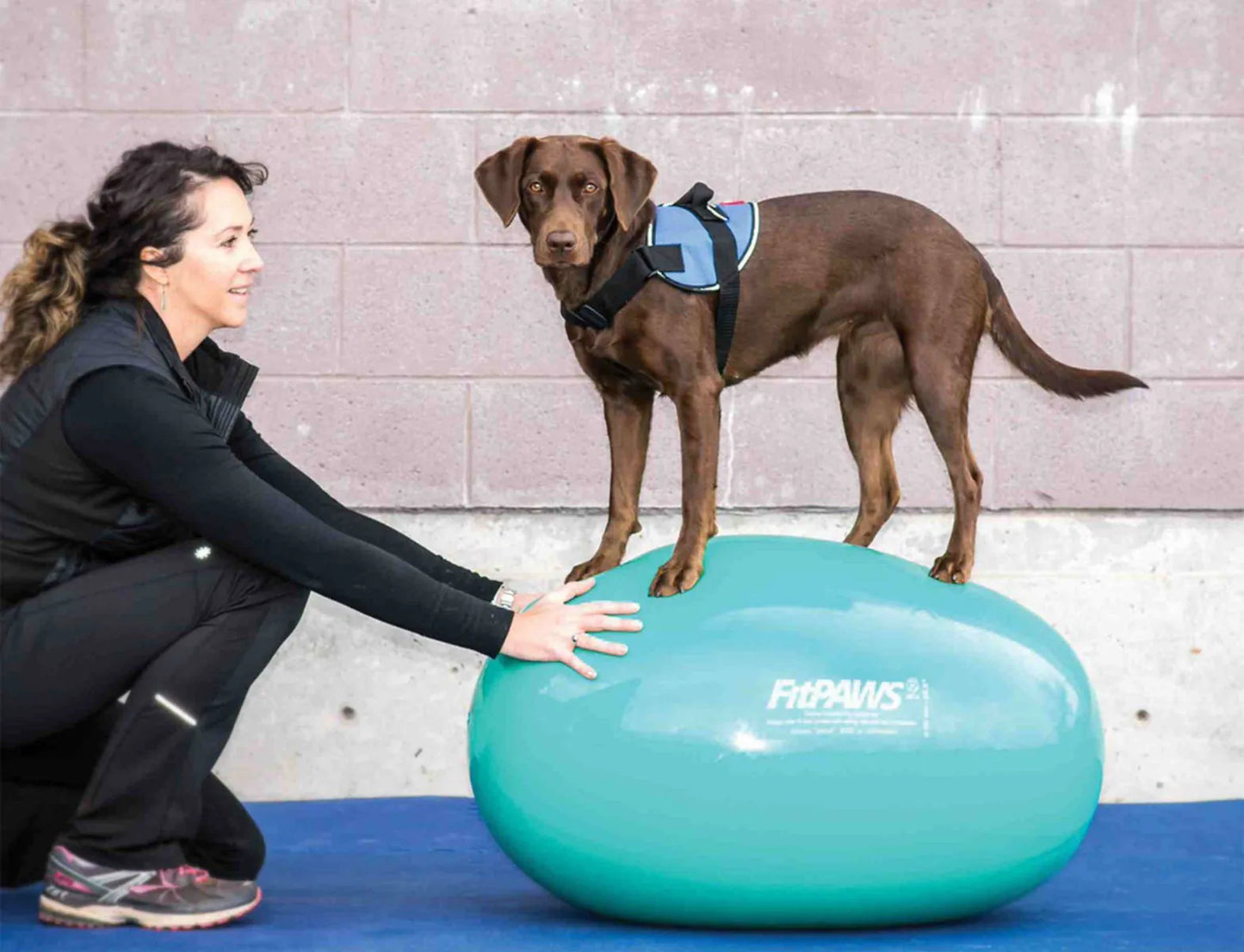FitPAWS® Egg