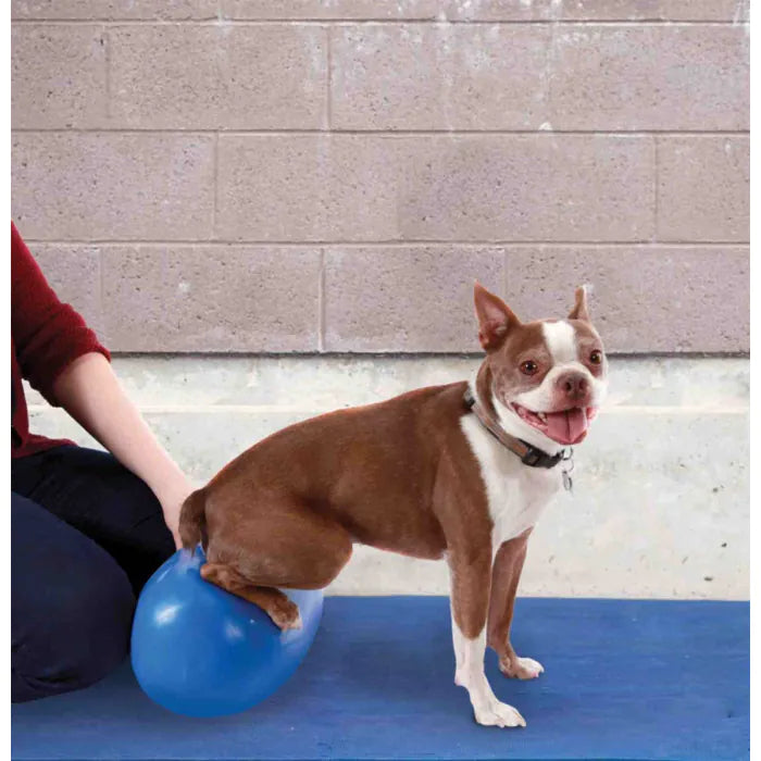 FitPAWS® Egg