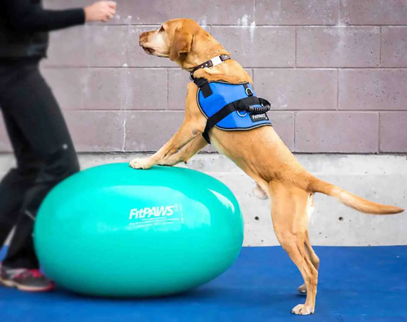 FitPAWS® Egg