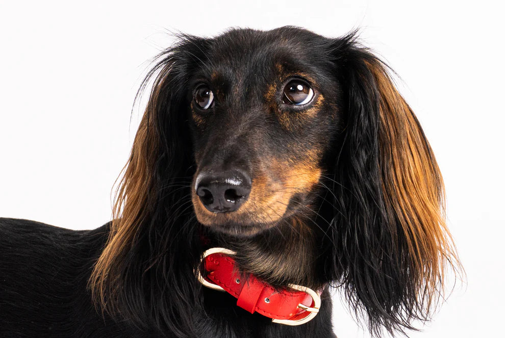 Hundehalsband Classy sunset rot - gold
