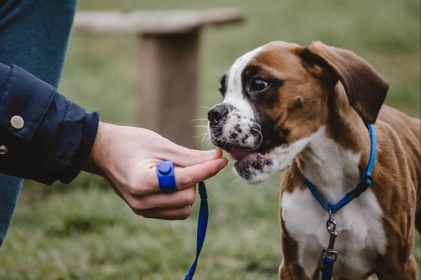 Clicino Clicker Ring