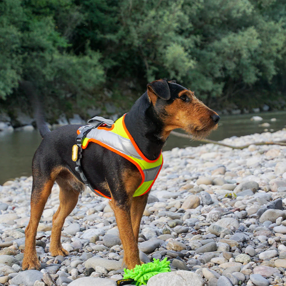 Dog`s Fun Run Hundegeschirr Night