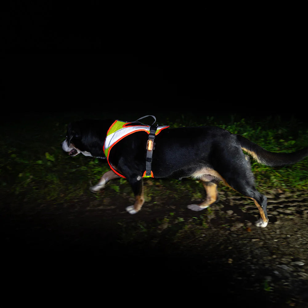 Dog`s Fun Run Hundegeschirr Night