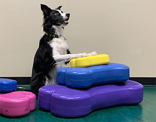 FitPAWS® K9FITbone