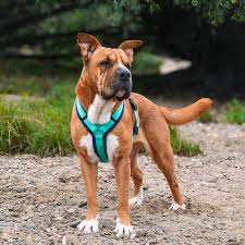 anny-x Brustgeschirr Fun Ozean