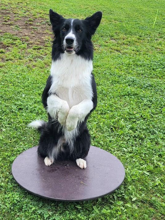 Balance Board/ Wackelbrett rund