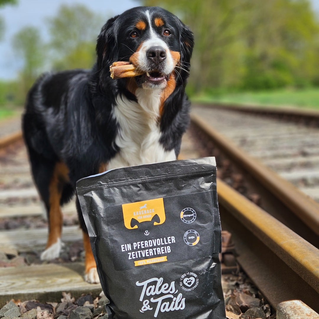 Ein PferdVoller Zeitvertreib