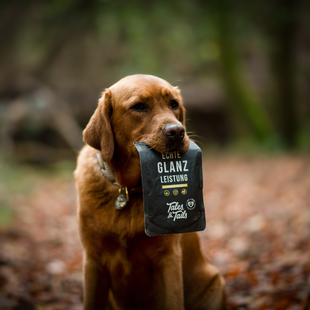 Echte Glanzleistung