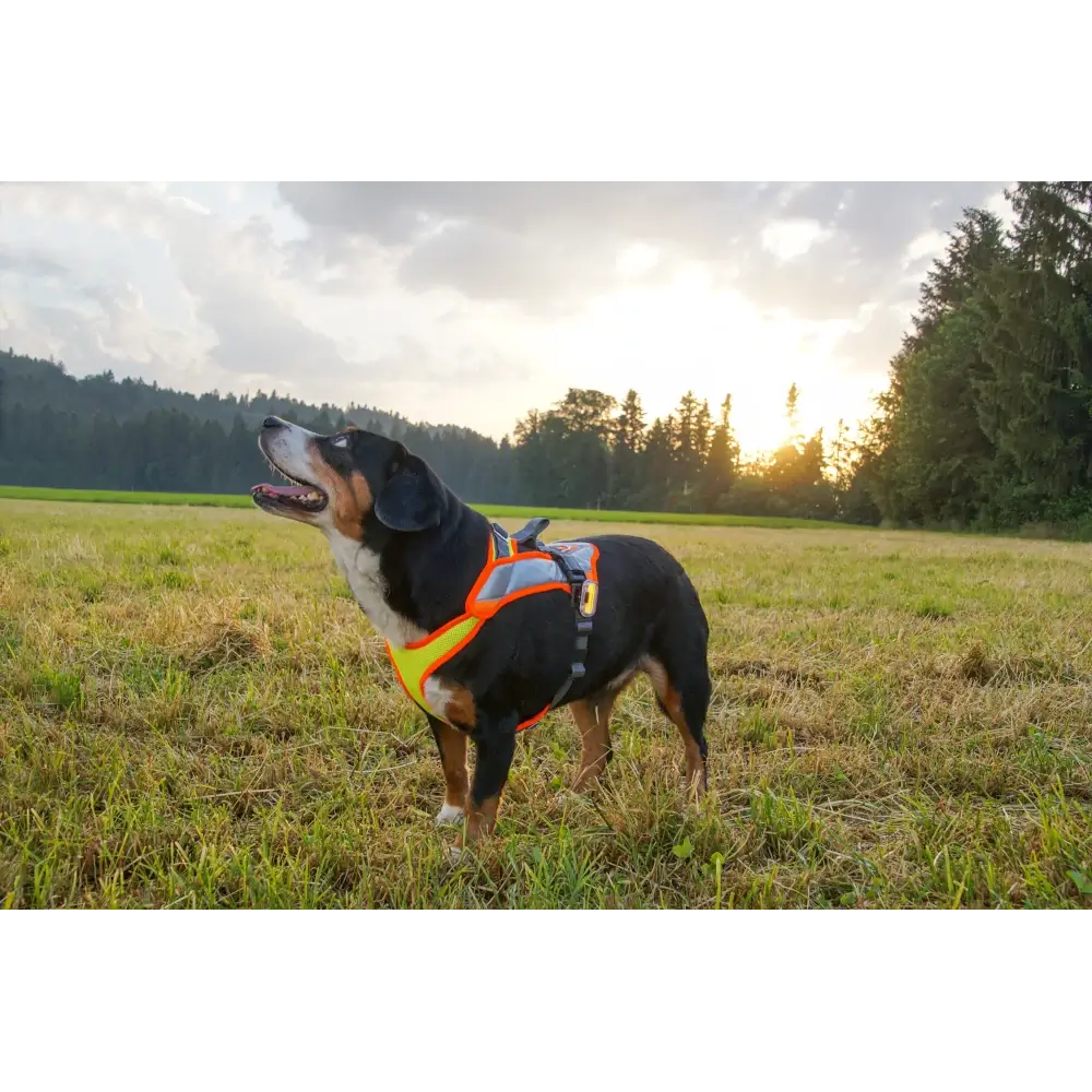 Hundegeschirr Vary Night